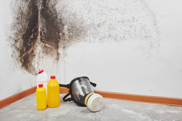 Best Black Mold Removal  in Ttapoisett Center, MA