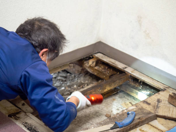 Best Mold Removal Near Me  in Ttapoisett Center, MA