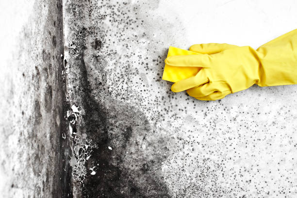 Crawl Space Mold Removal in Mattapoisett Center, MA