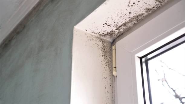 Mold Testing and Removal in Mattapoisett Center, MA