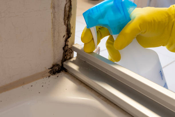 Best Residential Mold Removal  in Ttapoisett Center, MA