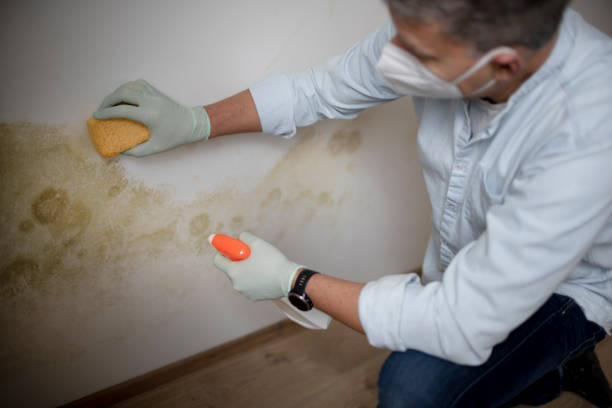 Best Professional Mold Removal  in Ttapoisett Center, MA