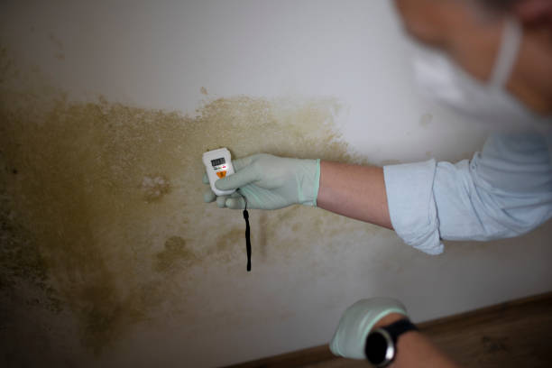 Best Fast Mold Removal  in Ttapoisett Center, MA