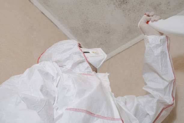 Best Mold Damage Repair  in Ttapoisett Center, MA