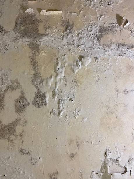 Best Best Mold Removal Companies  in Ttapoisett Center, MA