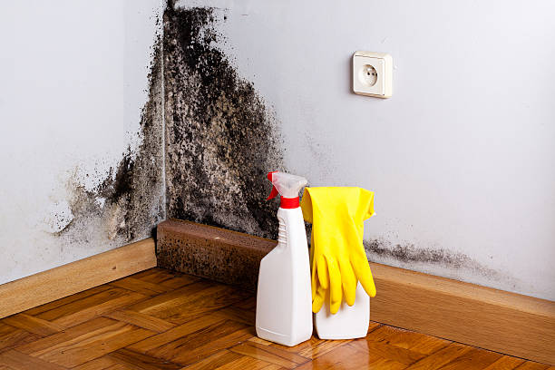 Best Mold Remediation  in Ttapoisett Center, MA