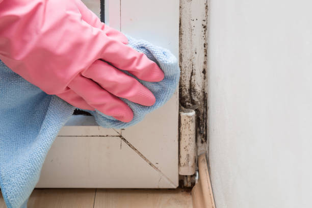 Mattapoisett Center, MA Mold Removal Company