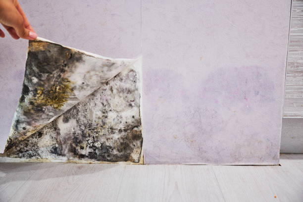 Best Mold Testing and Removal  in Ttapoisett Center, MA